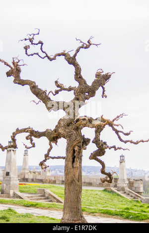 schauriger mystischen alten krummen Baum auf tagsüber im Kalemegdan, Belgrad Stockfoto