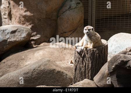 Erdmännchen sitzt auf einem Baumstumpf Stockfoto