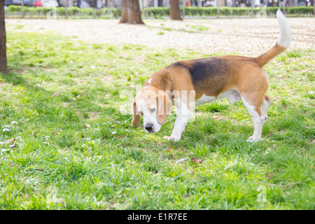 alten Hund Beagle im Park mit grünen Rasen um ihn herum schnüffeln Stockfoto