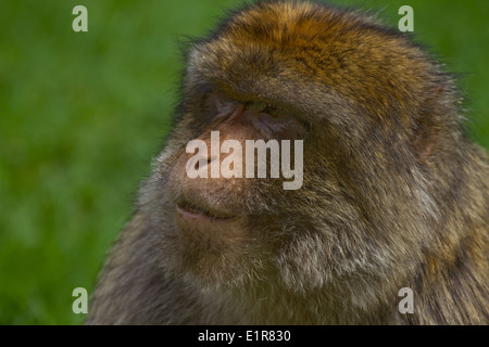 Barbary Macaque Macaca Sylvanus. In Gefangenschaft, UK Stockfoto