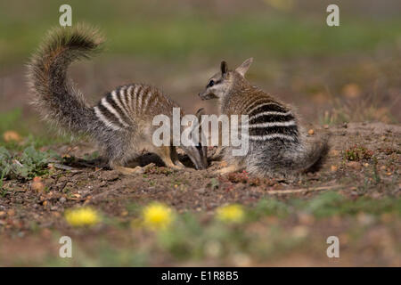 Numbat, Myrmecobius fasciatus Stockfoto