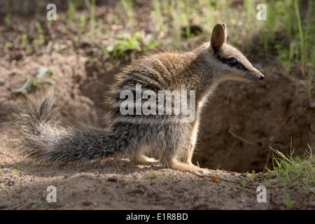 Numbat, Myrmecobius fasciatus Stockfoto