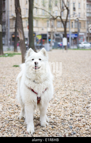 schöne Samojeden Hund Portrait stehen im park Stockfoto