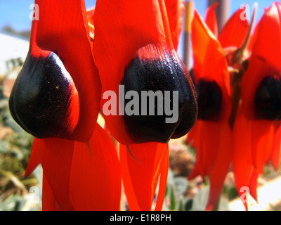 Detail Sturts Desert Pea (Swainsona Formosa) blüht in der Region Pilbara, Western Australia Stockfoto