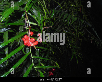 Epiphytisch Rebe (Pothos Longipes) mit roten Steinfrüchte, wächst auf Regenwald Baum im Dorrigo National Park, NSW, Australien Stockfoto