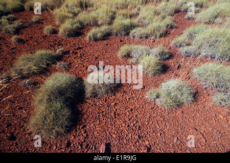 Spinifex Klumpen (Triodia SP.) auf roten felsigen Böden, Karijini-Nationalpark, Hamersley Range, Pilbara, Western Australia Stockfoto