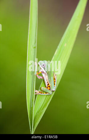 Foto von Orange-beinigen Blatt Frosch sitzt zwischen reed Stockfoto