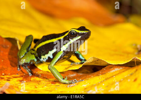 Foto von drei gestreiften Pfeilgiftfrosch auf dem Waldboden zwischen gelbe Blätter Stockfoto