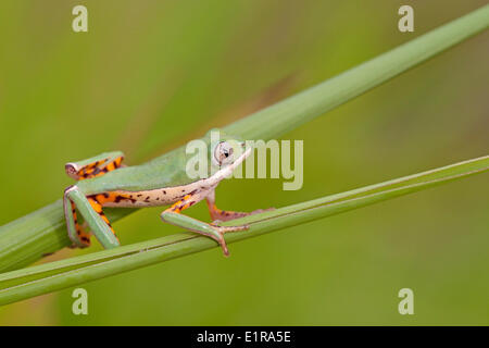 Foto eines Orange-beinigen Blatt Frosches krabbeln über reed Stockfoto