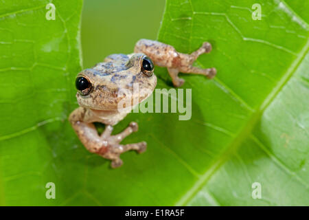 Foto von den roten snouted Laubfrosch Stockfoto