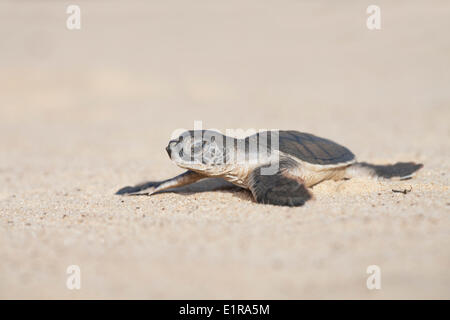 Foto von einem Jungtier von einer grünen Schildkröte auf dem Weg zum Meer Stockfoto