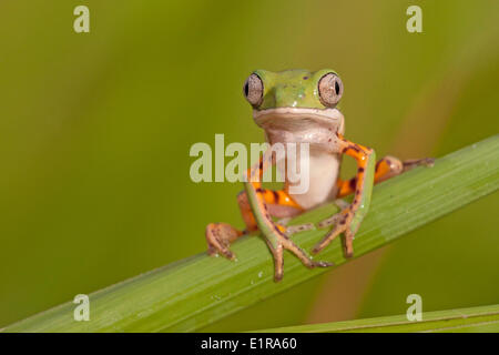 Foto eines Orange-beinigen Blatt Frosches sitting on Top of reed Stockfoto