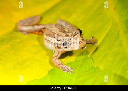 Foto von den roten snouted Laubfrosch Stockfoto