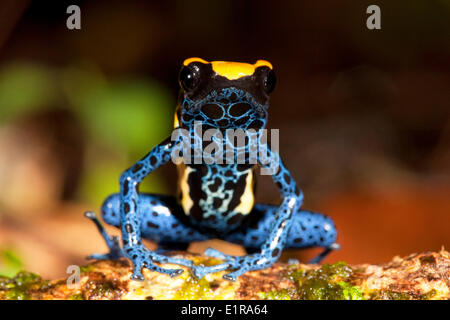 frontale Foto färben Dart Frog auf dem Waldboden Stockfoto