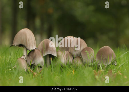 Gruppe von Glistening Inkcaps auf einer Wiese Stockfoto