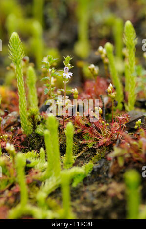 Starre Augentrost Blüte zwischen länglich-leaved Sonnentau und Marsh Bärlappen Stockfoto