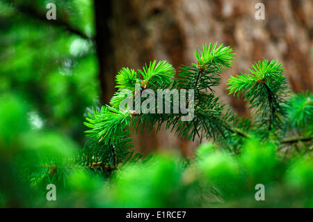 Angehende Zweige der Douglas-Tanne in Nahaufnahme Stockfoto