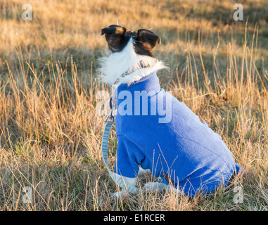 Jack Russell Terrier trägt einen blauen Mantel thermische Stockfoto