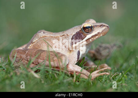 Foto von Springfrosch auf Rasen Stockfoto