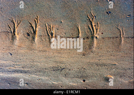 Sandtrees im Gezeiten Wattenmeer im Bereich "Natura 2000" Oude Maas in den Niederlanden während Sandstraenden im Frühjahr; Stockfoto