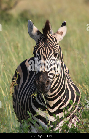 Burchells Zebra (Equus Quagga) im Pilansberg National Park, in der Nähe von Rustenberg, Südafrika Stockfoto