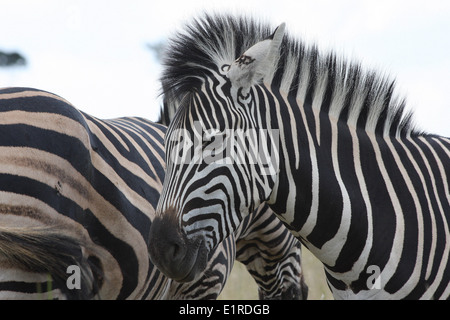 Burchells Zebra (Equus Quagga) im Pilansberg National Park, in der Nähe von Rustenberg, Südafrika Stockfoto