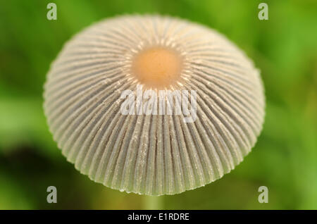 Detail der GAP von dem Pilz kleine japanische Dach Stockfoto