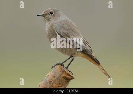 Weibliche Black Redstart auf constructionsite Stockfoto