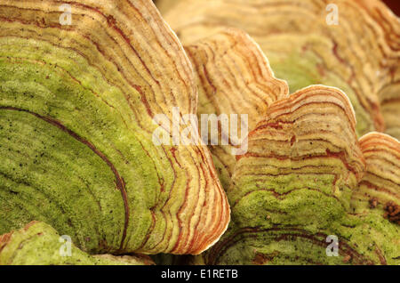 Gelber Vorhang Kruste Pilze (Stereum Insignitum). Auf einem alten Stamm