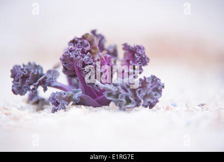 junge Seekohl Pflanze mit typischen lila Farbe wächst an einem Strand in der niederländischen delta Stockfoto