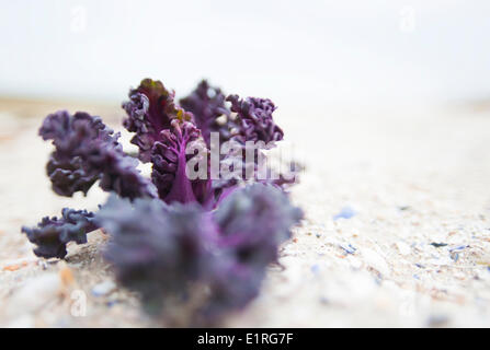 junge Seekohl Pflanze mit typischen lila Farbe wächst an einem Strand in der niederländischen delta Stockfoto