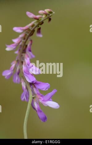 Detailansicht auf dem Blütenstand der Fine-leaved Wicke Stockfoto
