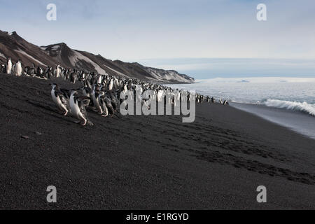 Eine große Anzahl von Pinguinen Zügelpinguinen (Pygoscelis Antarctica) kommt am Strand von Baily Head, Deception Island. Süden Stockfoto