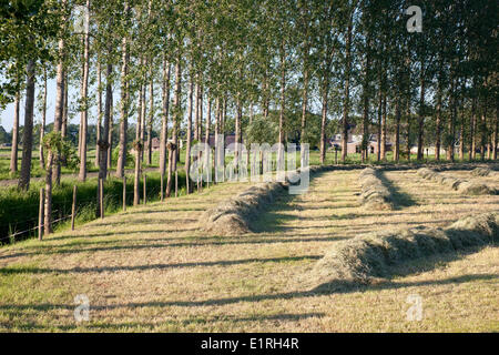 Zitternde Pappel (Populus Tremula) als Allee Baum entlang einer Landstraße in Diepenveen, neben gemähtem Heu. Stockfoto