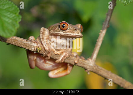 Radix Laubfrosch im Busch Stockfoto