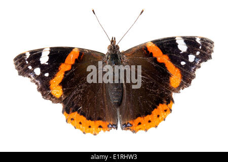 Foto von einem Red Admiral auf weißem Hintergrund gerendert Stockfoto