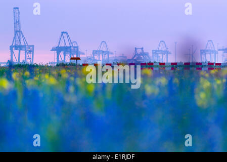 Industrie in den Hafen von Rotterdam mit einem Feld von Blumen auf Brachland Stockfoto