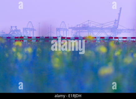 Industrie in den Hafen von Rotterdam mit einem Feld von Blumen auf Brachland Stockfoto