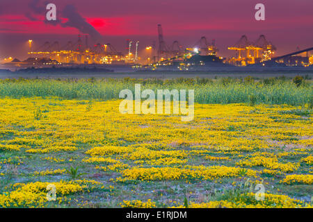 Industrie in den Hafen von Rotterdam mit einem Feld von gemeinsamen Vogels-Fuß-Kleeblatt-Blumen Stockfoto