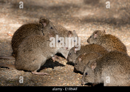 Australien, South Australia, Adelaide. Cleland Wildlife Park. Langnasen-Potoroo aka Ratte-Känguruh. Stockfoto