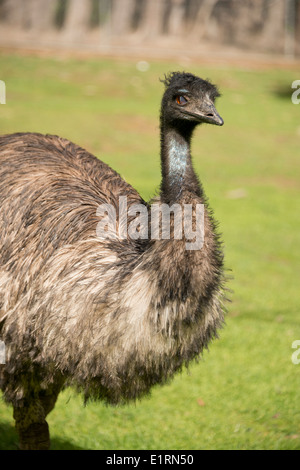 Australien, South Australia, Adelaide. Cleland Wildlife Park. Große flugunfähige Emu (CAPTIVE: Dromaius Novaehollandiae) Stockfoto