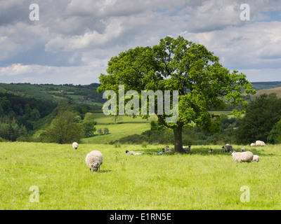 Schwarze konfrontiert Schafe mit Lämmer Weiden in einem grünen Feld in der North Yorkshire Moors im Sommer Stockfoto