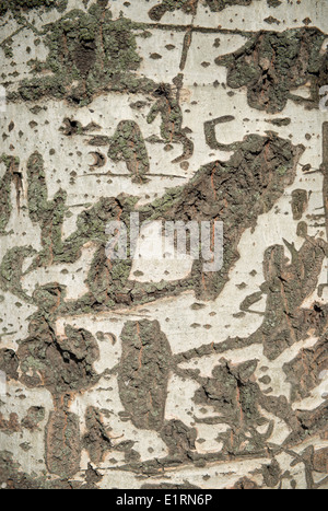 Das Fragment der Rinde der Pappel mit Kratzern und Schnitten als Hintergrund. Stockfoto