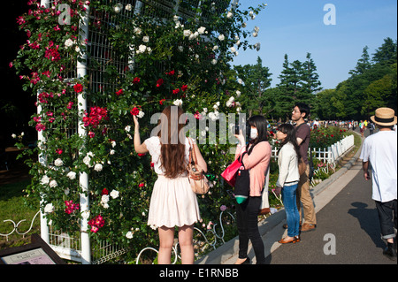 Tokyo Japan Mai 2014 - Yoyogi Park junge Frauen, die Fotos von roten Rosen Stockfoto