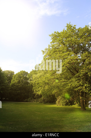 Bäume in einem Wald Sommer Sonne bridht Stockfoto