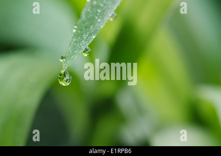 Regen Wassertropfen auf der Unterseite des Blattes zeigte Spitze des Blattes durch Starkregen Dawn Sonnenschein Stockfoto