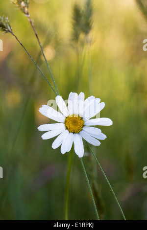 Leucanthemum Vulgare. Oxeye Daisy in eine Wildblumenwiese. Stockfoto