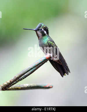 Ein männlicher lila Throated Berg Gem (Lampornis Calolaemus) Kolibri an einer Futterstelle. Monteverde Nebelwald Reservat Stockfoto