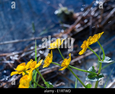 Gelbe Sumpfdotterblumen Blumen auf einem sonnigen Ufer Stockfoto
