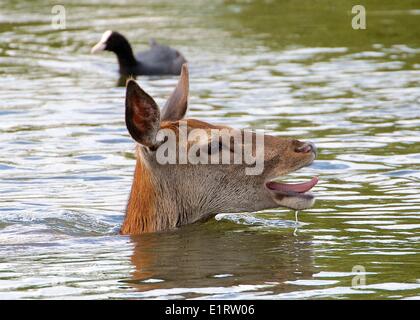 London, UK. 8. Juni 2014. Ein Reh kühlt durch Schwimmen in einem See in Bushy Park, London, UK Credit: Paul McCabe/Alamy Live News Stockfoto